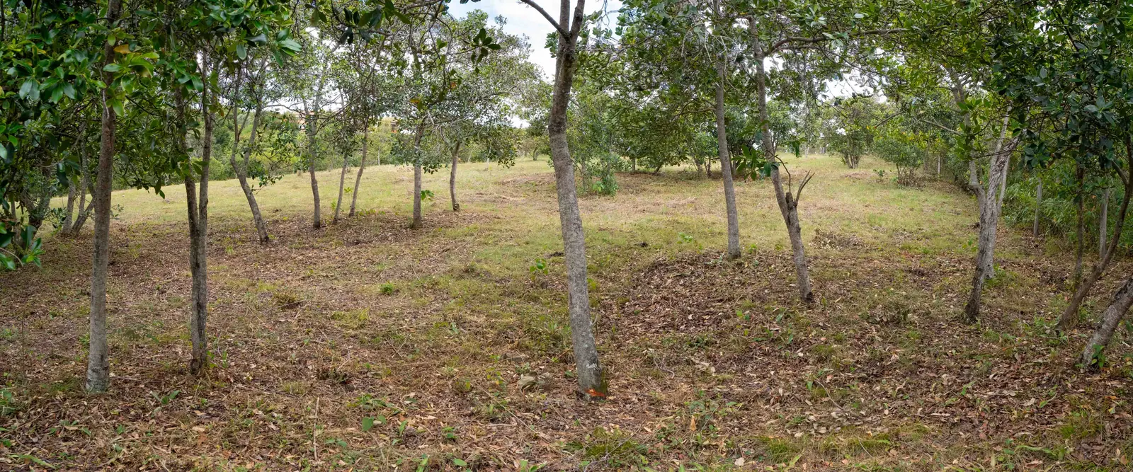 Bosque de árboles nativos dentro del lote campestre en Villa de Leyva